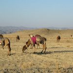 Baluchi Camel Man