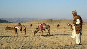 Baluchi Camel Man